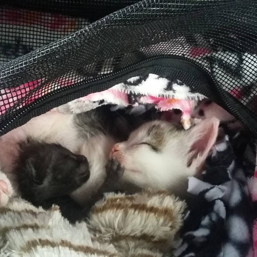 윈프레드는 베니의 보살핌 속에 안정감을 되찾을 수 있었다.