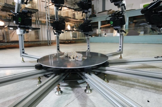 살아있는 도마뱀을 3D 스캔하는 비스트캠. (사진=University of Massachusetts Amherst) 