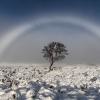 설원 위 외로운 나무 위에 뜬 환상적 ‘흰색 무지개’