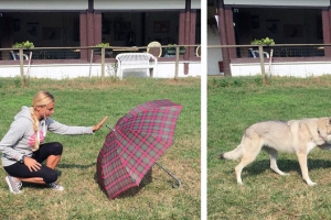 “개는 주인의 바보같은 행동도 그대로 따라한다”