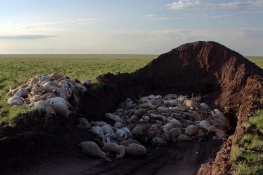 매장되는 일부 영양떼 사체