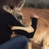 “고마워요” 사람과 포옹하는 캥거루 화제