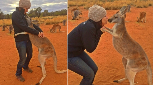 캥거루 아비는 매일 사육사에게 애정을 표현한다.