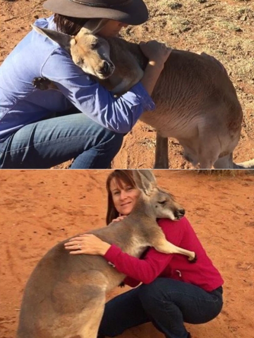 다 자란 뒤에도 애정을 표현하는 캥거루는 아비가 유일하다.