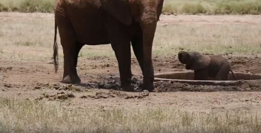 어미 코끼리가 연못 주위의 흙을 보지만 상황은 바뀌지 않는다.
