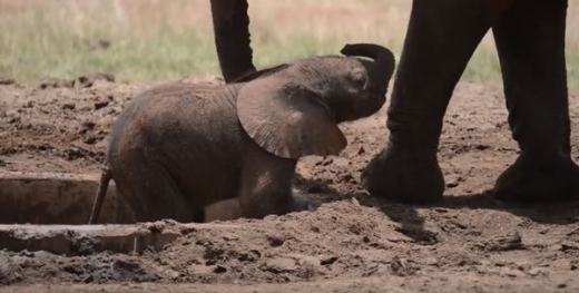 새끼 코끼리는 연못에서 빠져나오려고 애를 쓰지만 다리가 짧아서인지 나오지 못하고 괴로워한다.
