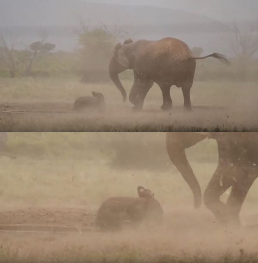 구조팀의 헬리콥터는 곧바로 착륙하지 않고 선회하며 심한 모래 먼지를 일으킨다.