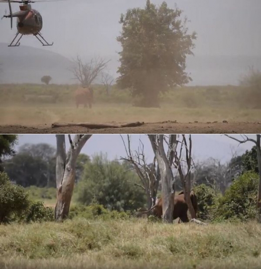 어미 코끼리는 모래 먼지가 계속되자 겁을 먹고 인근 나무 그늘 쪽으로 사라잔다.