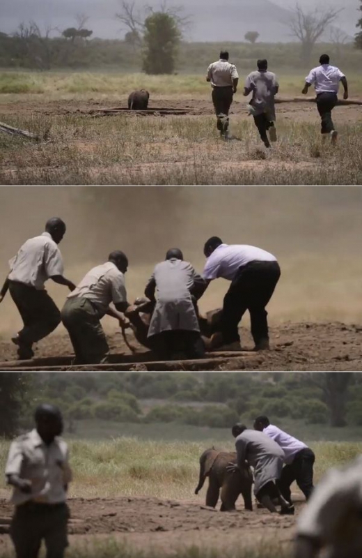 구조 대원 몇 명이 재빨리 연못으로 달려가 새끼 코끼리를 구조한다.