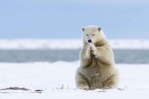 눈물 북극곰 의 누구나! 예쁘게!