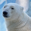 “북극곰, 향후 40년 내 3분의 1로 감소” (연구)