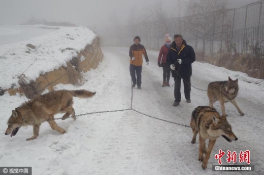 양씨가 늑대 여러 마리를 데리고 눈덮인 마을길을 산책하고 있다. (사진=시각중국)