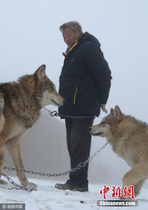 양씨가 늑대를 애정어린 눈길로 쳐다보고 있다. (사진=시각중국)