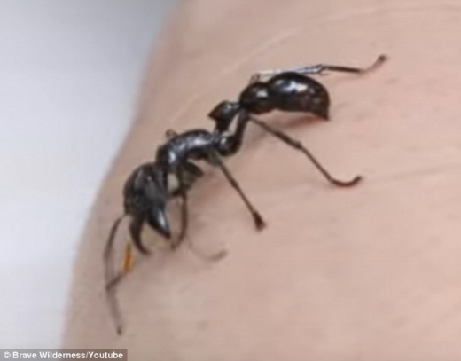 세상에서 가장 강한 곤충 독침을 가진 총알 개미.