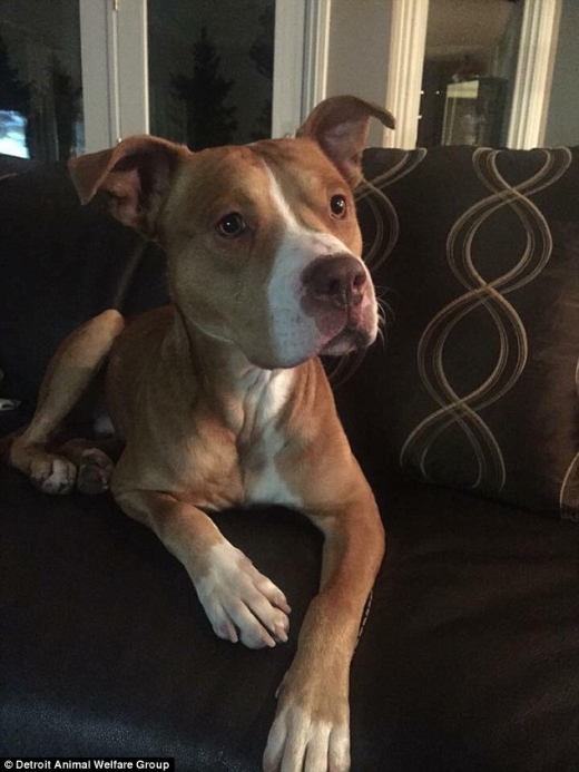 올리-루는 생후 1년 반 정도 됐으며, 핏불테리어와 래브라도래트리버의 믹스견으로 추정된다.