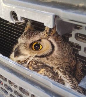 몇 시간 동안 라디에이터 그릴 내부에 갇혀있던 수리부엉이(사진=CBC)