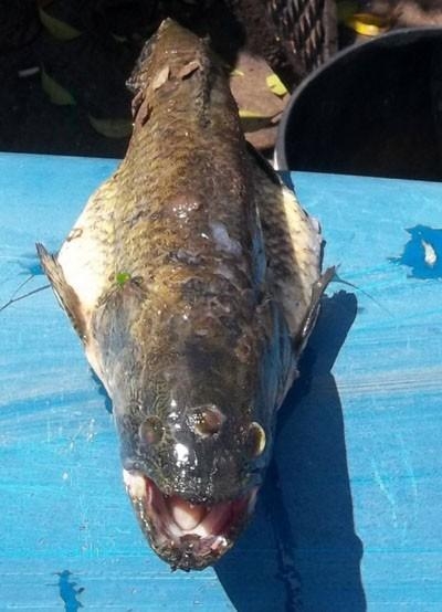 2011년 발견된 눈이 3개 달린 기형적인 타라리라. 원자력발전소 근처라는 점에서 더욱 큰 우려를 낳았다. (사진=MDZ)