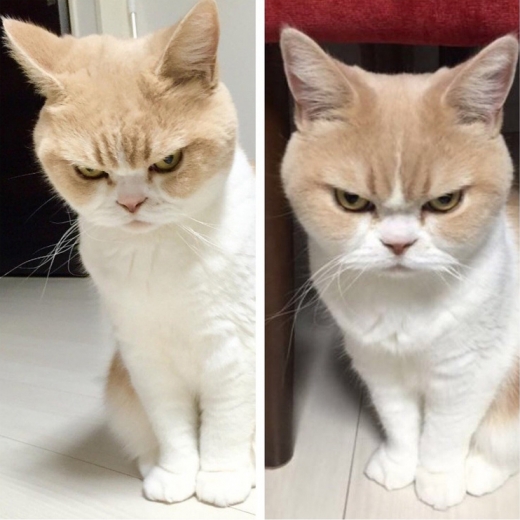 하지만 개와 함께 반려동물로 사랑받는 고양이의 경우 조금 다른 것 같다.