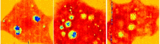 세포 내부의 이미지. (사진=노팅엄 대학)