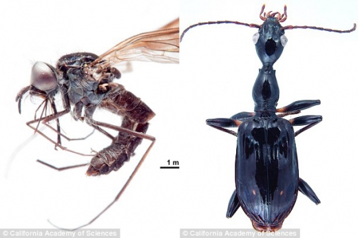가시 달린 할아버지 등에(왼쪽)와 목이 긴 딱정벌레