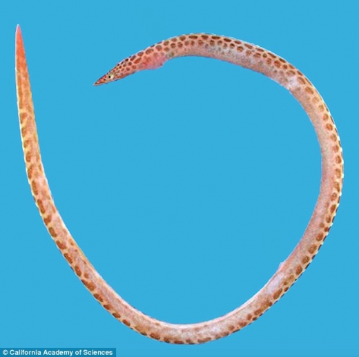 기린 무늬 물뱀. 장어에 속한다.