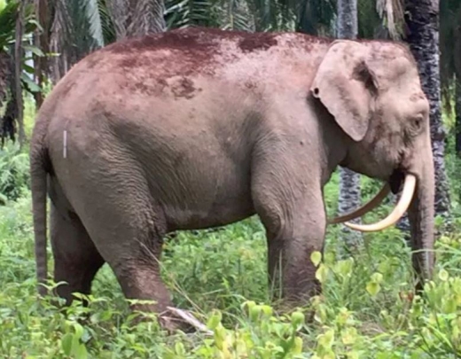 ‘새이버’라고 불리는 코끼리의 실제모습. 그는 위에서 아래로 자라는 상아를 가지고 있다.(사진 = 다나우 기랑 필드 센터&야생동물구조관리팀)