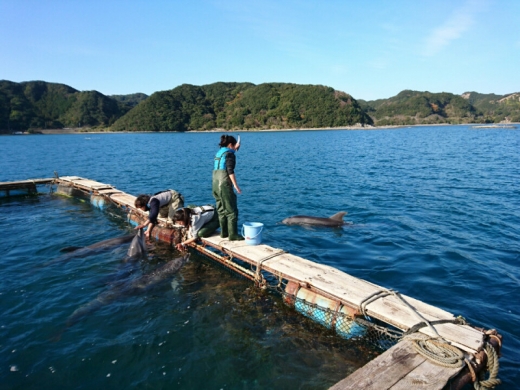 가두리 시설로 들어가지 못하고 맴돌고 있는 남은 돌고래 1마리