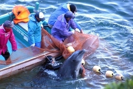 일본 다이지마을 돌고래 몰아잡기(2015년)