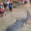 온마을 주민들 합심해 펼친 고래상어 구출작전