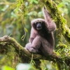 “나는 밀림의 스카이워커”…신종 원숭이 발견