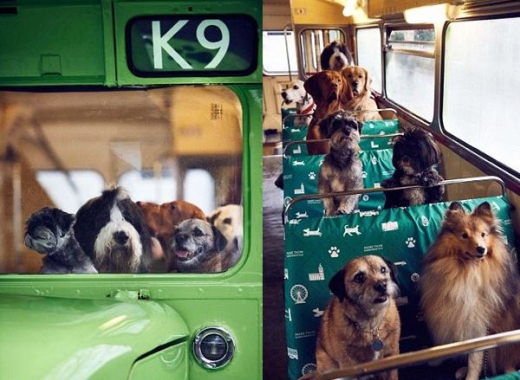 실제 강아지들이 탄 K9 버스 외부와 내부. (사진=데일리메일 캡쳐)