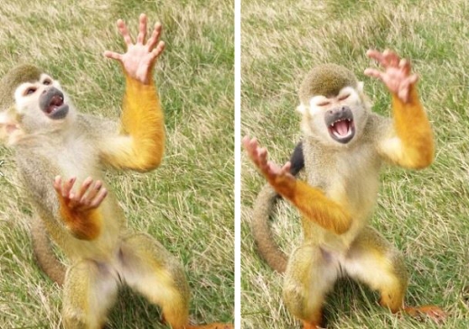 내 음식이 어디있냐는 말이다! 원숭이의 재밌는 표정이 사람들의 눈물을 쏙 뺐다. (사진=CGTN 페이스북)