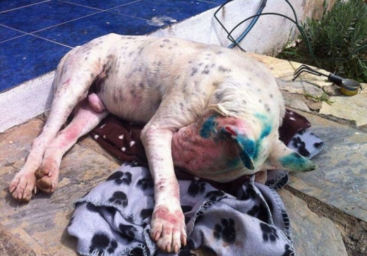 반복된 공격으로 시력을 거의 잃었고, 고통의 원인이 엑스레이로 밝혀졌다.