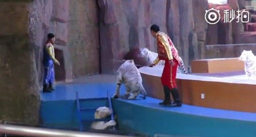 동료 호랑이가 괜찮은지 살피러 왔다가 되려 구박을 받았다. (사진=웨이보 캡쳐)