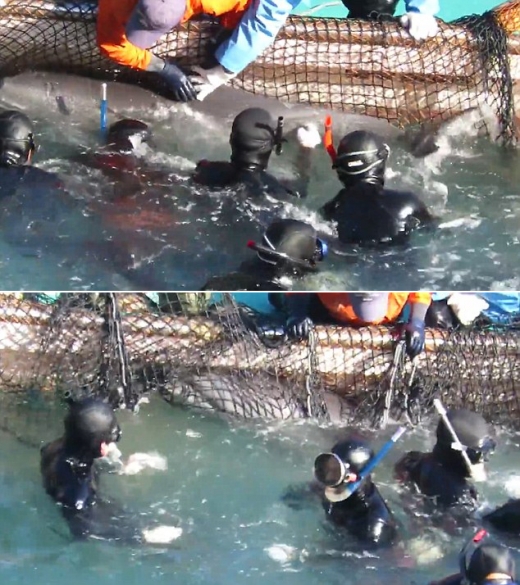 이렇게 잡힌 어린 돌고래는 그물에 의해 배 위로 끌어올려져 어디론가 보내진다. 즉 이들은 영원히 생이별하게 되는 것이다.