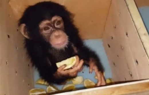 네팔에서 몰래 들여온 아기 침팬지가 특수 제작된 비밀 상자에서 음식을 먹고 있는 모습. 이들은 밀입국하는 사이 죽기도 한다. (사진=BBC 캡쳐)