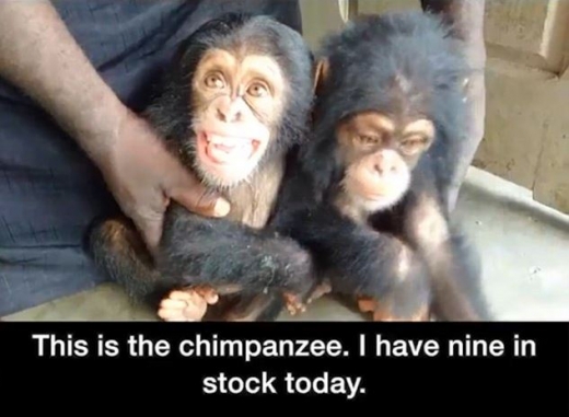 BBC취재팀은 서아프리카의 동물 밀매 규모와 실태에 놀라움을 금치 못했다. (사진=BBC 캡쳐)