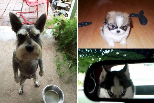 밥그릇이 비어있다고 항의하는 듯한 강아지와 운전하는 주인을 바라보는 개의 모습이 인상적이다.