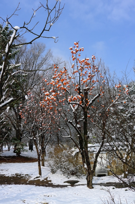 까치밥으로 남아 있는 고운 홍시들. 눈세상에 곱게 달려 있는 모습이 인상적이다.