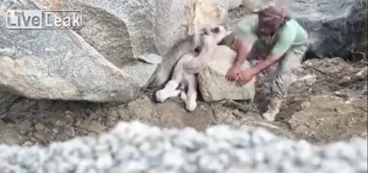 한 아랍 남성이 새끼 낙타를 구하기 위해 안간힘을 쓰고 있다. (사진=유튜브 캡처)