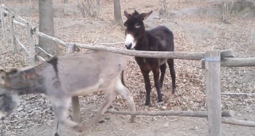당나귀 오레스트는 총명함을 발휘해 친구들이 밖으로 빠져나갈 수 있도록 도왔다.