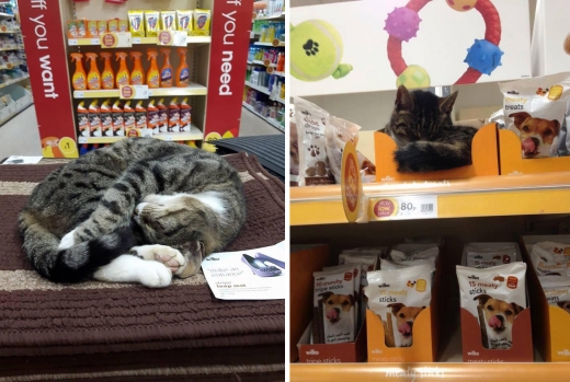 왼쪽 사진은 조지가 작은 카펫위에 웅크리고 낮잠을 청하는 모습, 왼쪽은 강아지 비스킷 상자에 들어가 있는 모습.