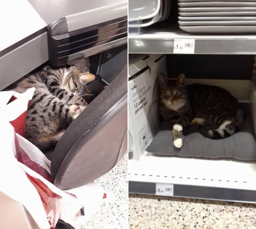 계산대 직원의 의자에 웅크리고 있는 모습과 접시코너 아래에 자리잡고 앉은 모습.