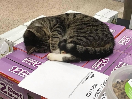 조지는 사람들의 시선을 아랑곳하지 않고 어디서든 자리를 잡는다.