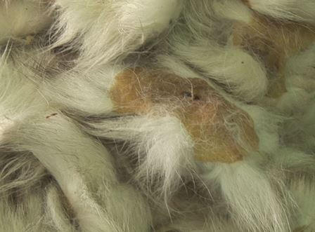 2010년 SBS<당신이 궁금한 이야기>에 보도된 여우 생식기 불법 밀수입 현장. (사진=SBS콘텐츠허브 연예뉴스)