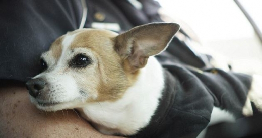 미지는 최초의 치와와 경찰견이다.