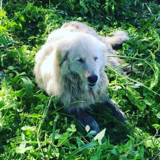 오드볼의 말년 모습.