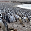 펭귄 100만 마리가 몰려든 이 곳은 어디?