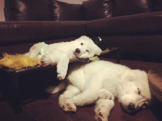 낮잠을 즐기는 비다와 베일의 모습.