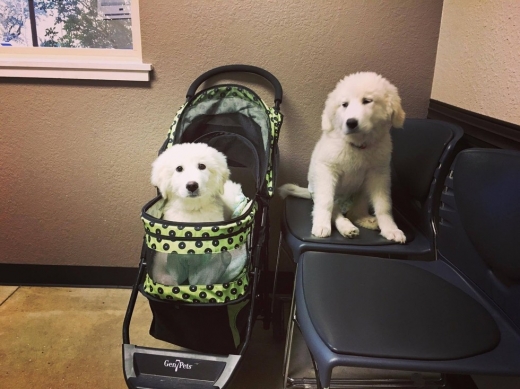 현재 베일은 이미 위탁 가정으로 이전할 준비가 됐을 만큼 충분히 회복했다. 단 비다의 경우 상태가 더 심했기에 회복이 더딜 수밖에 없다.